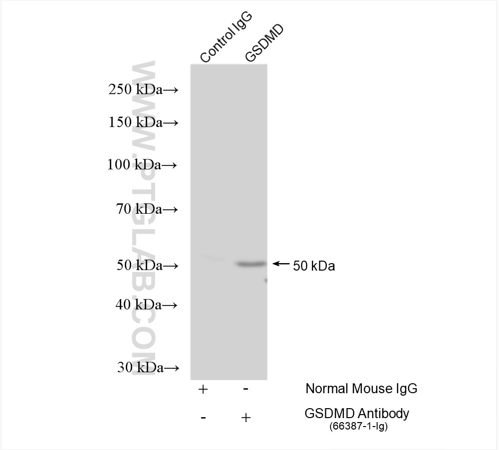 Immunoprecipitation (IP) experiment of THP-1 cells using GSDMD Monoclonal antibody (66387-1-Ig)
