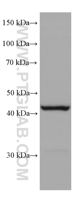 Western Blot (WB) analysis of Raji cells using GSDMD Monoclonal antibody (66387-1-Ig)