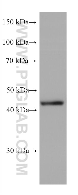 Western Blot (WB) analysis of HL-60 cells using GSDMD Monoclonal antibody (66387-1-Ig)