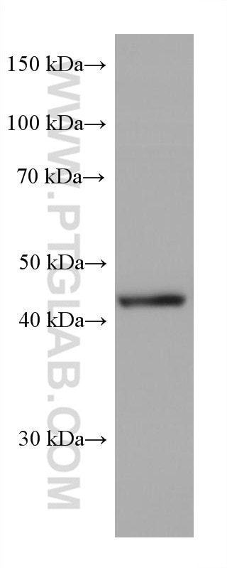 WB analysis of HL-60 using 66387-1-Ig