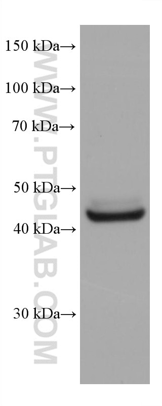 Western Blot (WB) analysis of TF-1 cells using GSDMD Monoclonal antibody (66387-1-Ig)