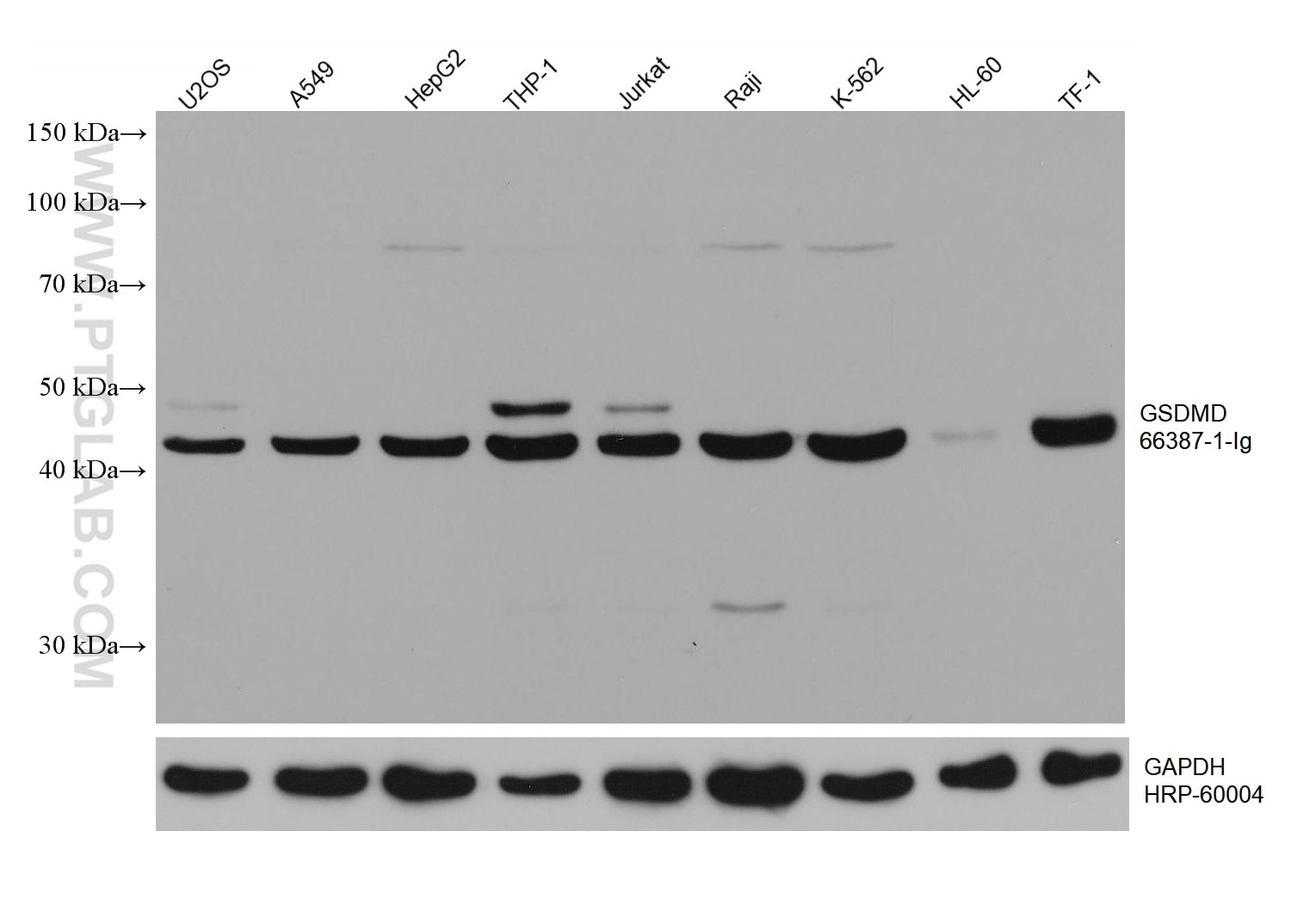Western Blot (WB) analysis of various lysates using GSDMD Monoclonal antibody (66387-1-Ig)