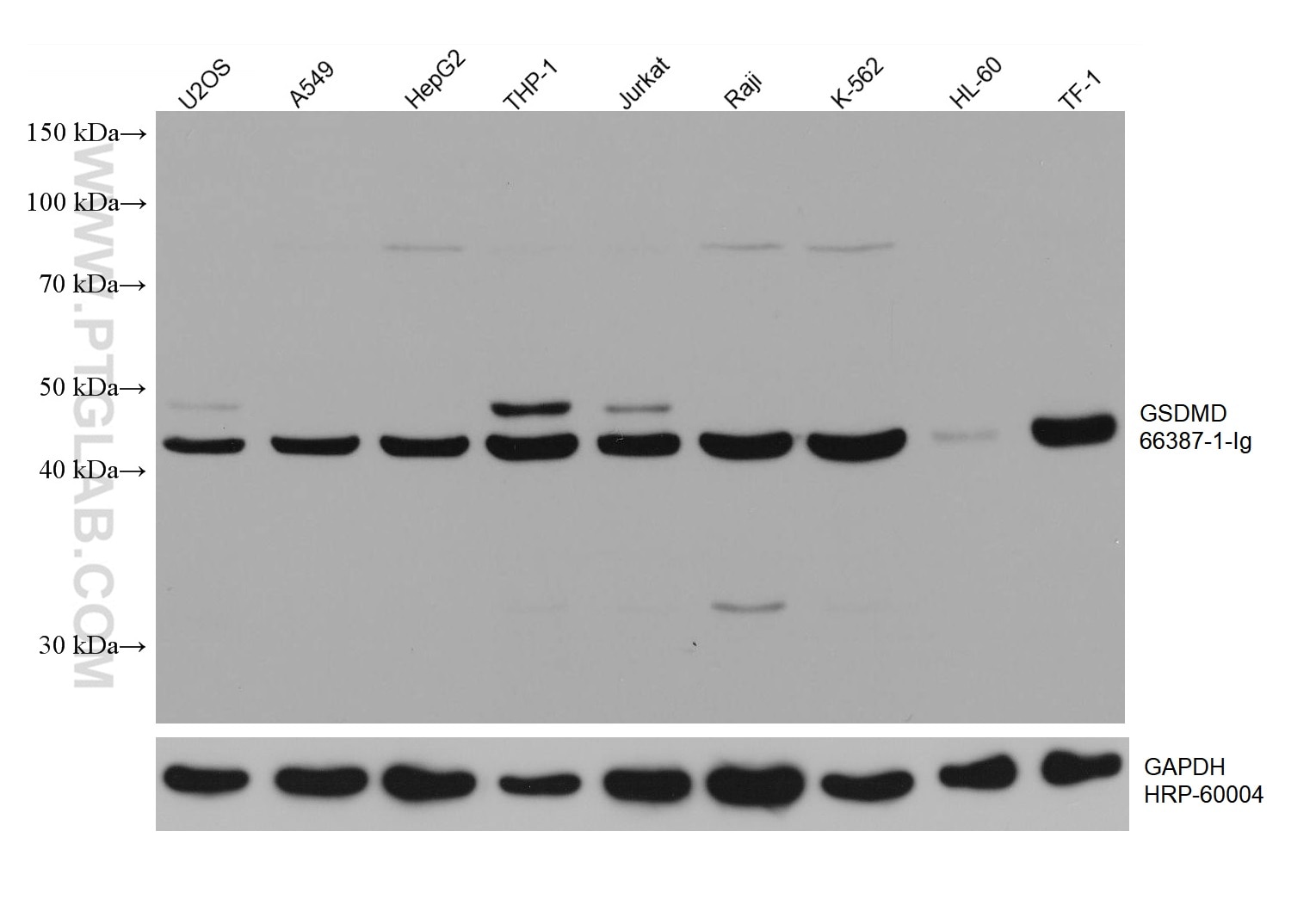 WB analysis using 66387-1-Ig