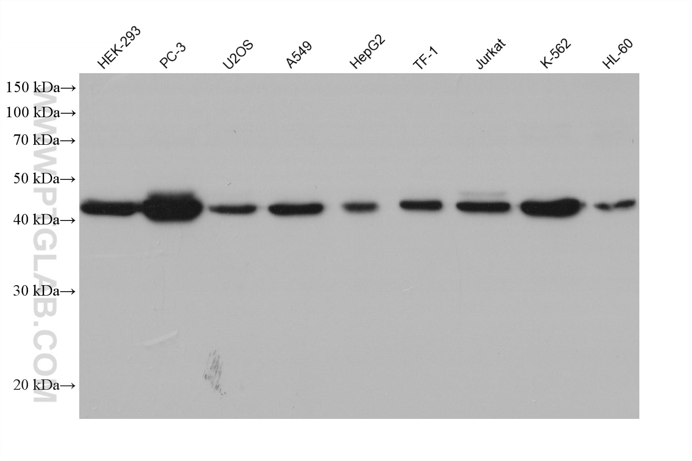 Western Blot (WB) analysis of various lysates using GSDMD Monoclonal antibody (66387-1-Ig)