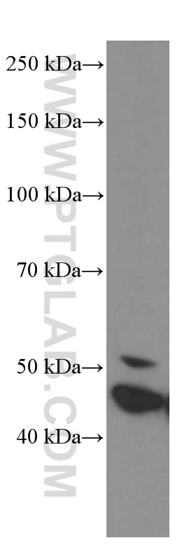 Western Blot (WB) analysis of A431 cells using GSDMD Monoclonal antibody (66387-1-Ig)