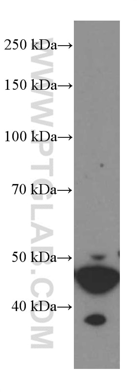 Western Blot (WB) analysis of EC109 cells using GSDMD Monoclonal antibody (66387-1-Ig)