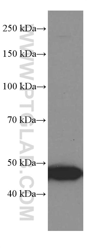 Western Blot (WB) analysis of Raji cells using GSDMD Monoclonal antibody (66387-1-Ig)