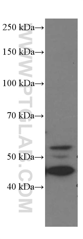 Western Blot (WB) analysis of human colon tissue using GSDMD Monoclonal antibody (66387-1-Ig)