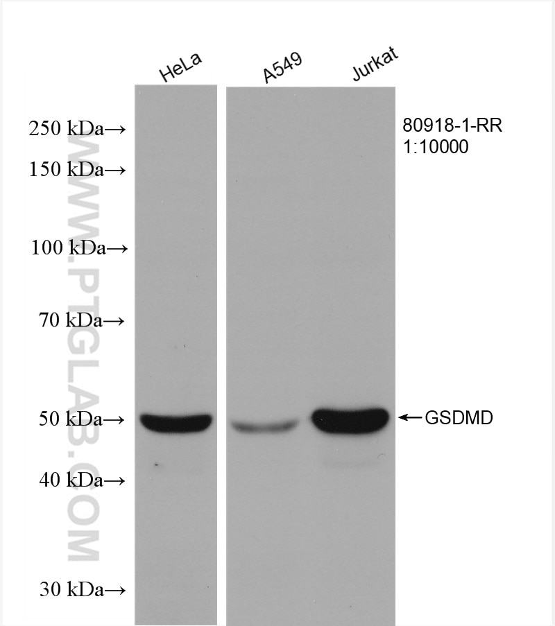 Western Blot (WB) analysis of various lysates using GSDMD Recombinant antibody (80918-1-RR)