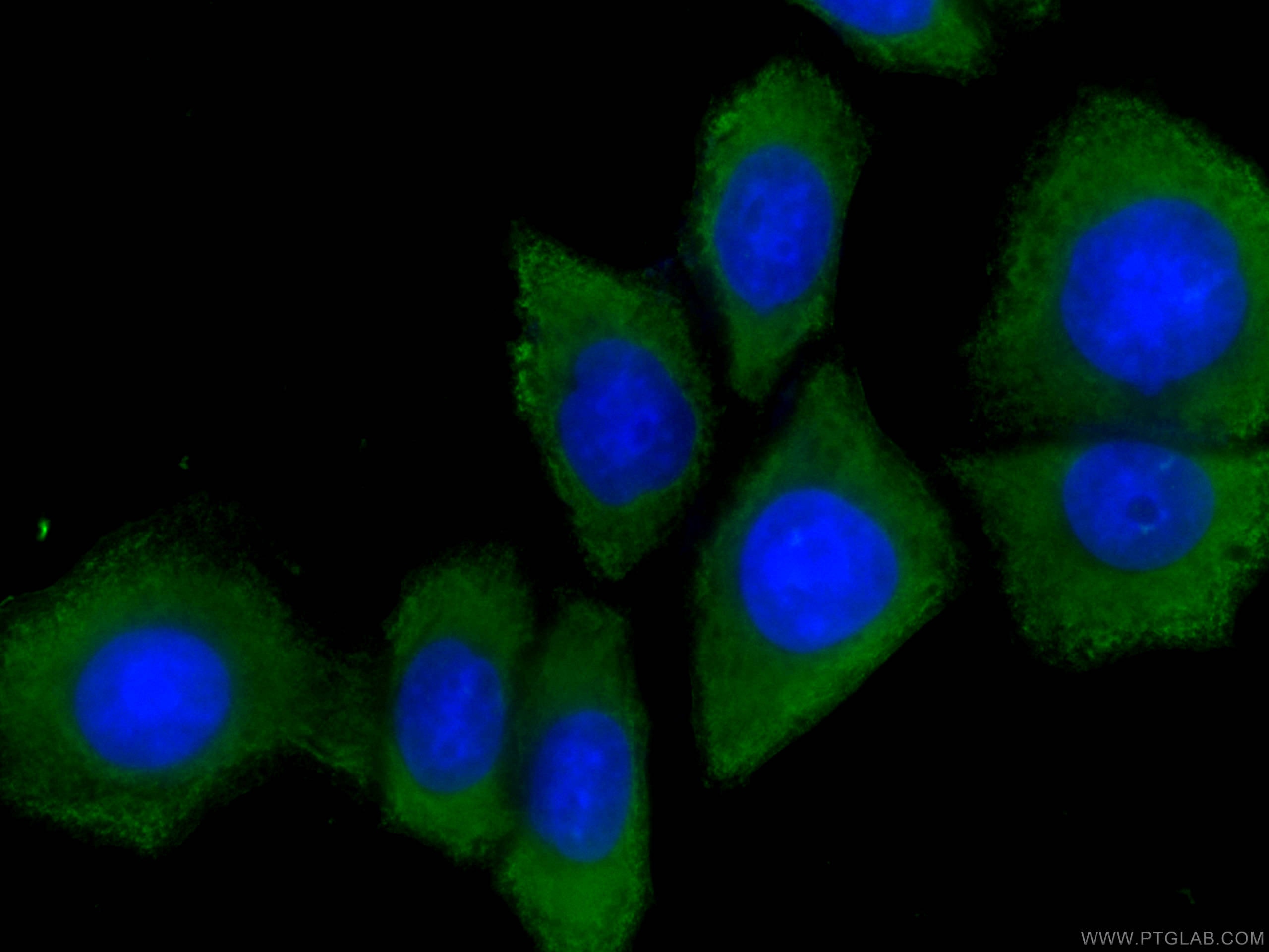 Immunofluorescence (IF) / fluorescent staining of HeLa cells using CoraLite® Plus 488-conjugated GSDMD Monoclonal ant (CL488-66387)