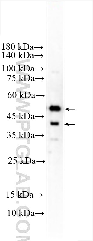 Western Blot (WB) analysis of THP-1 cells using GSDMD (C-terminal) Polyclonal antibody (30531-1-AP)