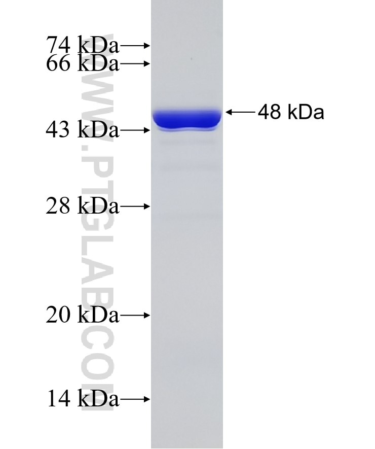 GSDMD fusion protein Ag33627 SDS-PAGE