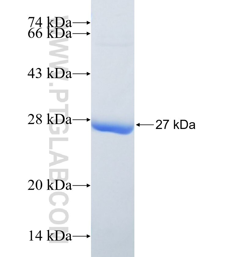 GSDMD fusion protein Ag33638 SDS-PAGE