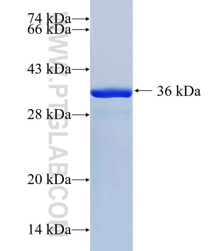 GSDMD fusion protein Ag35204 SDS-PAGE GSDMD fusion protein Ag35204 SDS-PAGE