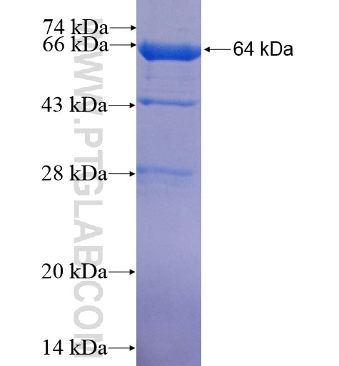 GSDMD fusion protein Ag14757 SDS-PAGE