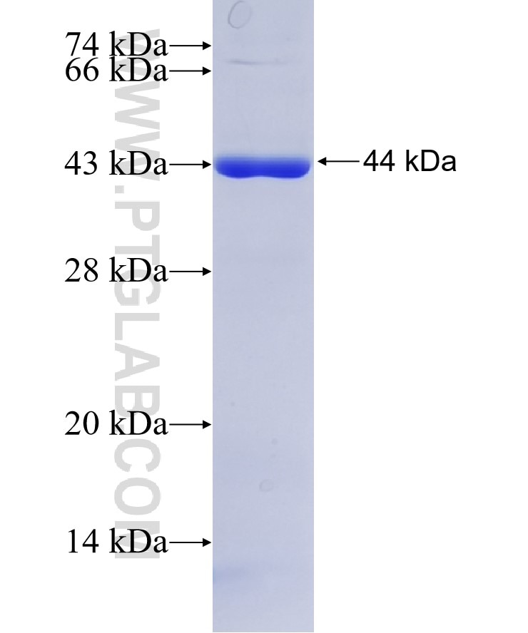 GSDMD fusion protein Ag16827 SDS-PAGE