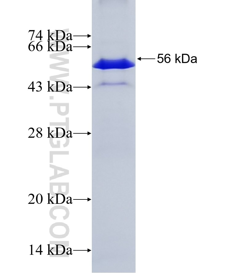 GSDME fusion protein Ag42047 SDS-PAGE GSDME fusion protein Ag42047 SDS-PAGE
