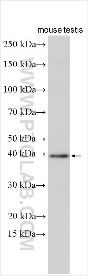 Western Blot (WB) analysis of various lysates using GSG1 Polyclonal antibody (15258-1-AP)