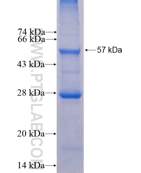 GSG1 fusion protein Ag7200 SDS-PAGE