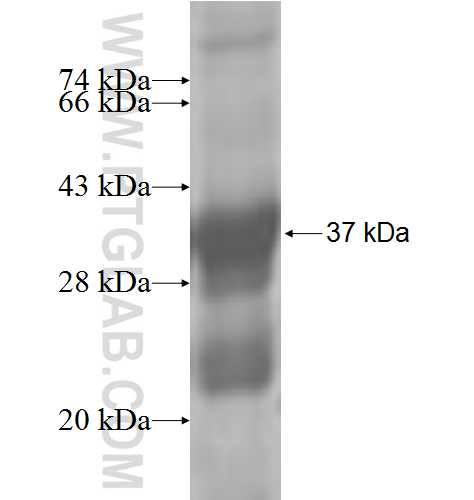 GSG1 fusion protein Ag7324 SDS-PAGE