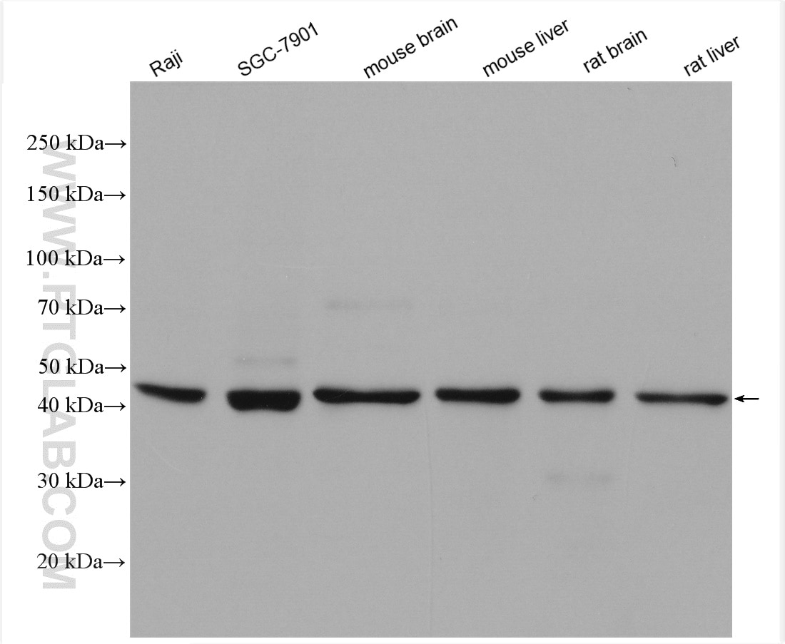 Western Blot (WB) analysis of various lysates using GSG1L Polyclonal antibody (17328-1-AP)