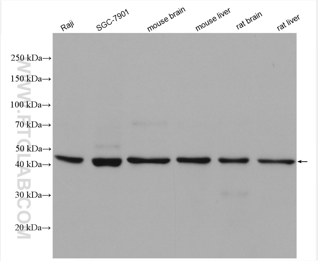 WB analysis using 17328-1-AP