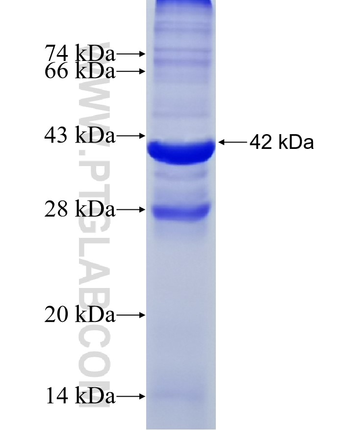 GSG1L fusion protein Ag11307 SDS-PAGE