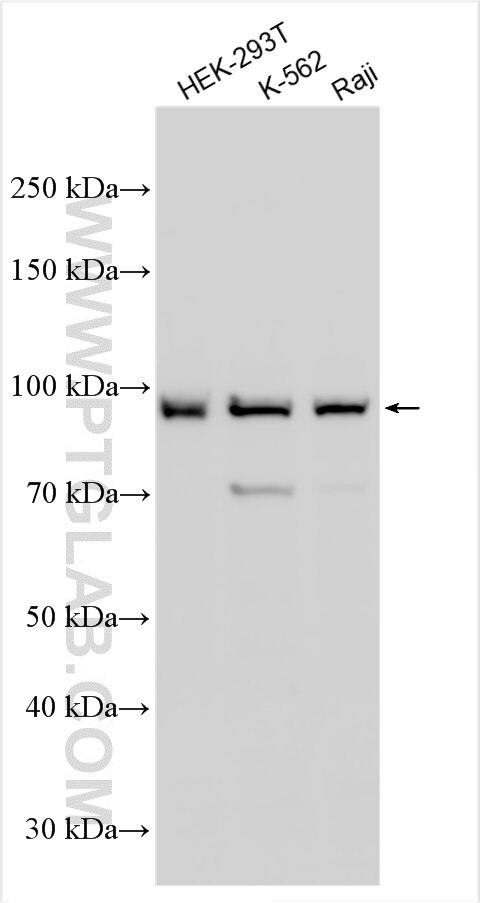 Western Blot (WB) analysis of various lysates using GSG2 Polyclonal antibody (55454-1-AP)
