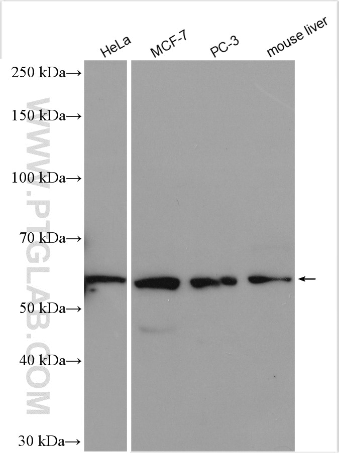Western Blot (WB) analysis of various lysates using GSK3A Polyclonal antibody (13419-1-AP)