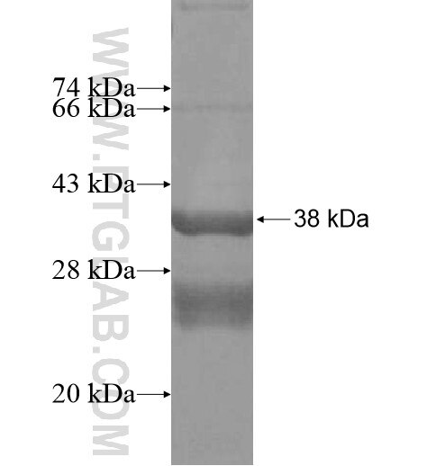 GSK3A fusion protein Ag16108 SDS-PAGE