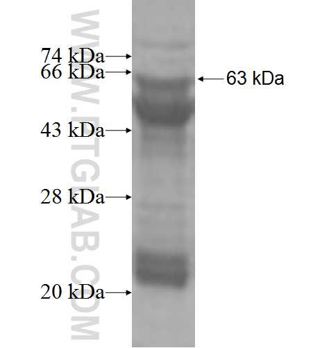GSK3A fusion protein Ag4168 SDS-PAGE