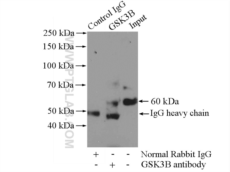 Immunoprecipitation (IP) experiment of mouse heart tissue using GSK3B Polyclonal antibody (15113-1-AP)