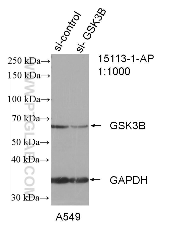 Western Blot (WB) analysis of A549 cells using GSK3B Polyclonal antibody (15113-1-AP)