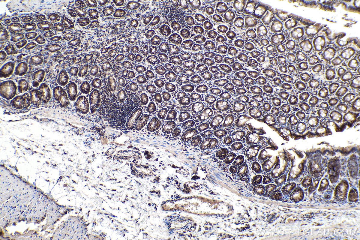 IHC staining of rat colon using 22104-1-AP