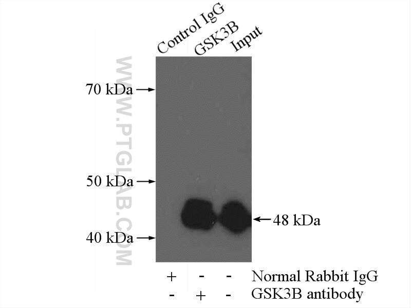 IP experiment of mouse brain using 22104-1-AP