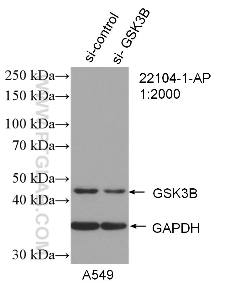 Western Blot (WB) analysis of A549 cells using GSK3B Polyclonal antibody (22104-1-AP)