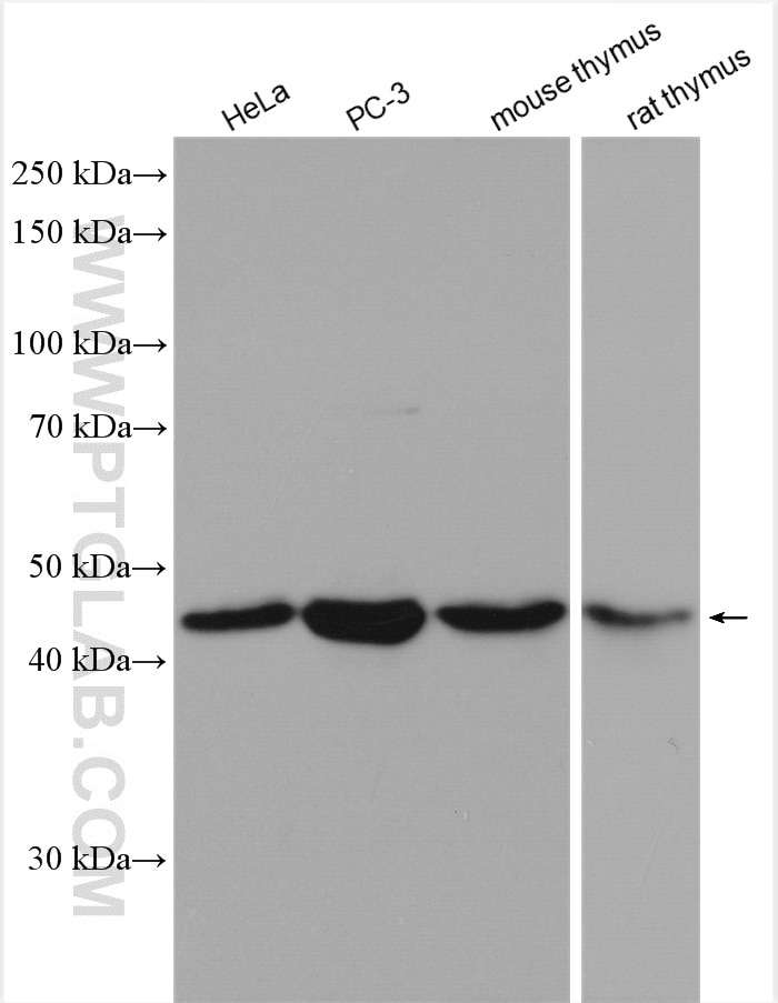Western Blot (WB) analysis of various lysates using GSK3B Polyclonal antibody (22104-1-AP)