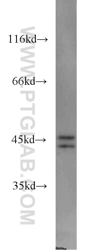Western Blot (WB) analysis of mouse ovary tissue using GSK3B Polyclonal antibody (22104-1-AP)