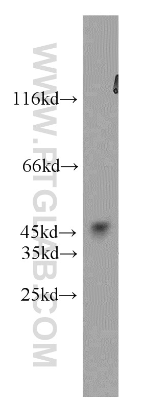 Western Blot (WB) analysis of mouse testis tissue using GSK3B Polyclonal antibody (22104-1-AP)