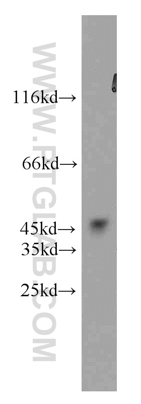 WB analysis of mouse testis using 22104-1-AP