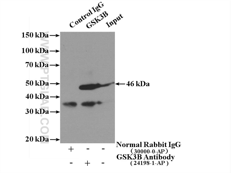 Immunoprecipitation (IP) experiment of mouse brain tissue using GSK3B Polyclonal antibody (24198-1-AP)