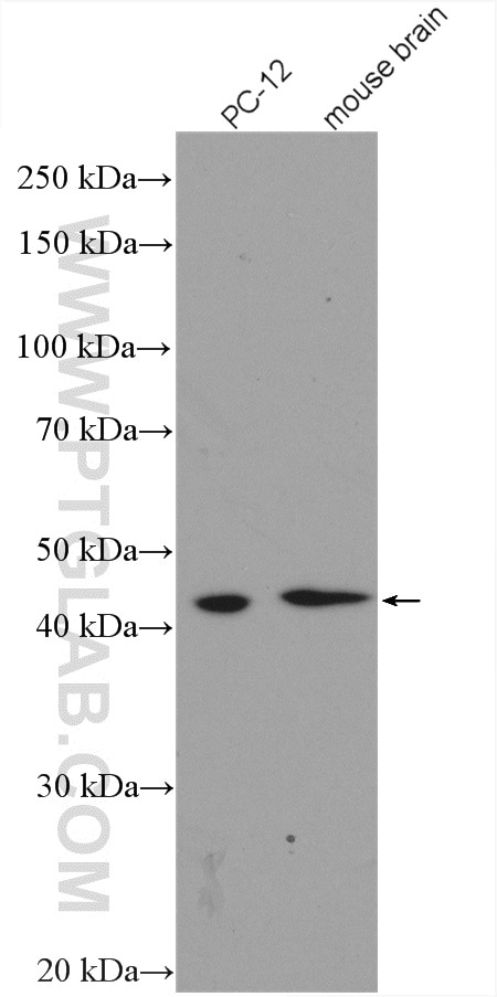 Western Blot (WB) analysis of various lysates using GSK3B Polyclonal antibody (24198-1-AP)