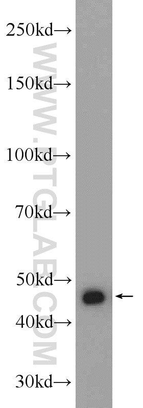 Western Blot (WB) analysis of mouse brain tissue using GSK3B Polyclonal antibody (24198-1-AP)