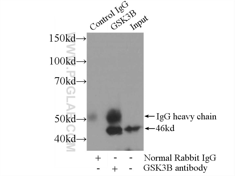 Immunoprecipitation (IP) experiment of HeLa cells using GSK3B Polyclonal antibody (51065-1-AP)