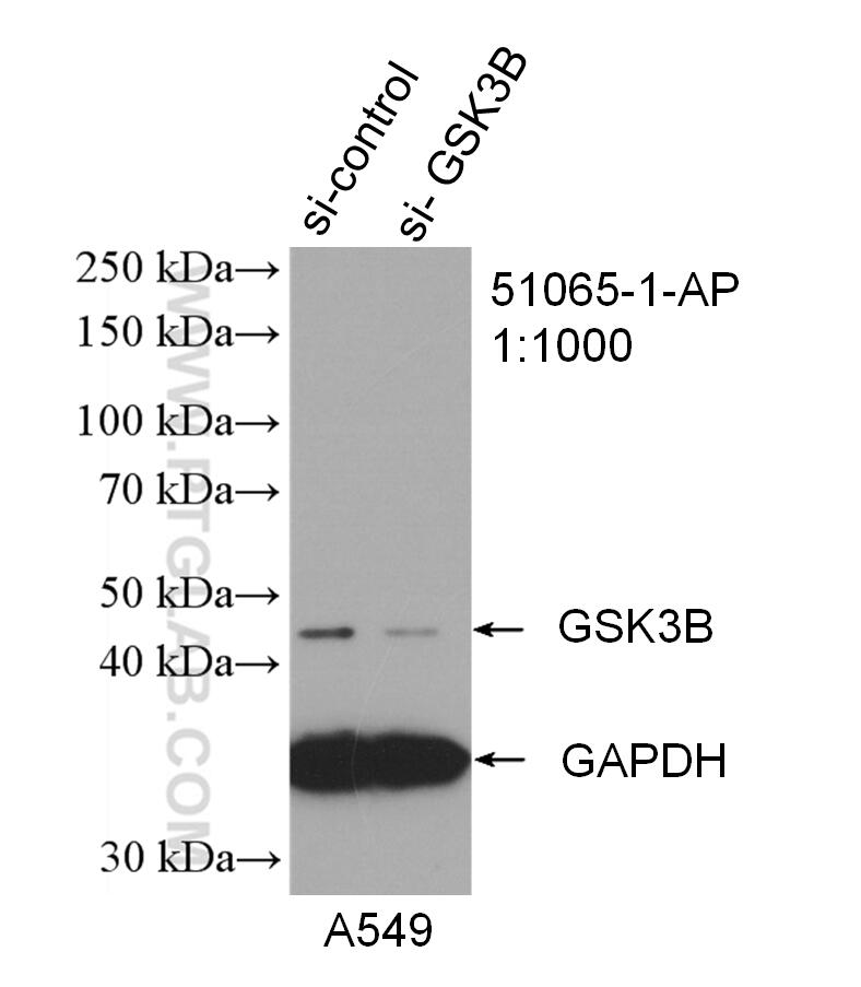 Western Blot (WB) analysis of A549 cells using GSK3B Polyclonal antibody (51065-1-AP)