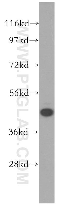 Western Blot (WB) analysis of HEK-293 cells using GSK3B Polyclonal antibody (51065-1-AP)