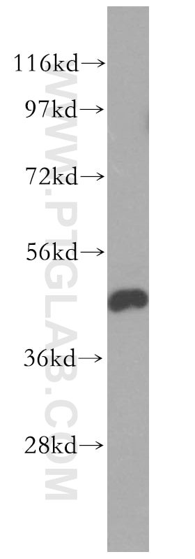 WB analysis of HEK-293 using 51065-1-AP