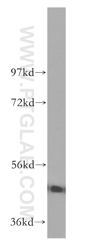 Western Blot (WB) analysis of HeLa cells using GSK3B Polyclonal antibody (51065-1-AP)