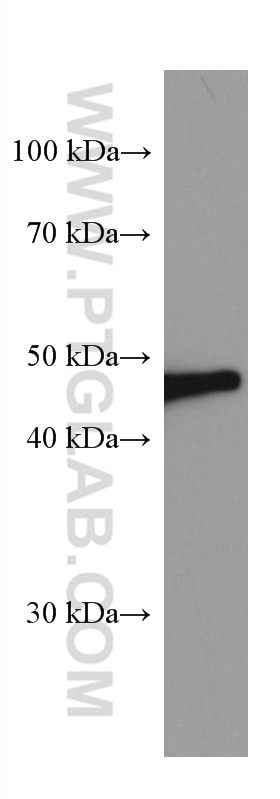 Western Blot (WB) analysis of pig brain tissue using GSK3B Monoclonal antibody (67329-1-Ig)