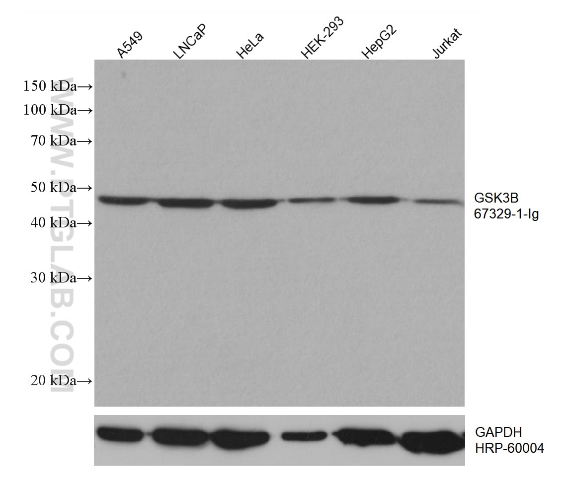 Western Blot (WB) analysis of various lysates using GSK3B Monoclonal antibody (67329-1-Ig)